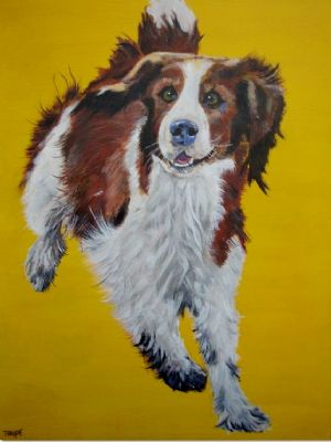 Glad springer spaniel